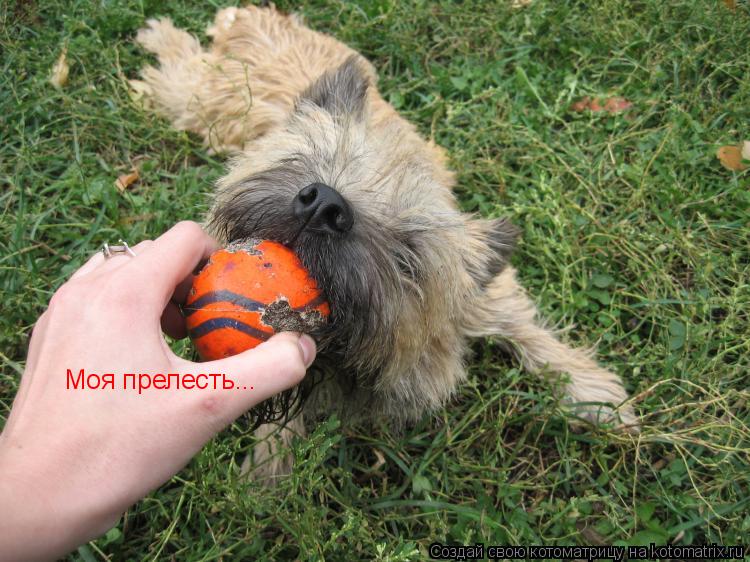 Моя прелесть...... Котоматрица: Моя прелесть...