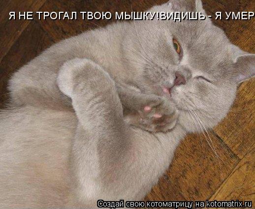 Я НЕ ТРОГАЛ ТВОЮ МЫШКУ!ВИДИШЬ - Я УМЕР!... Котоматрица: Я НЕ ТРОГАЛ ТВОЮ МЫШКУ!ВИДИШЬ - Я УМЕР!