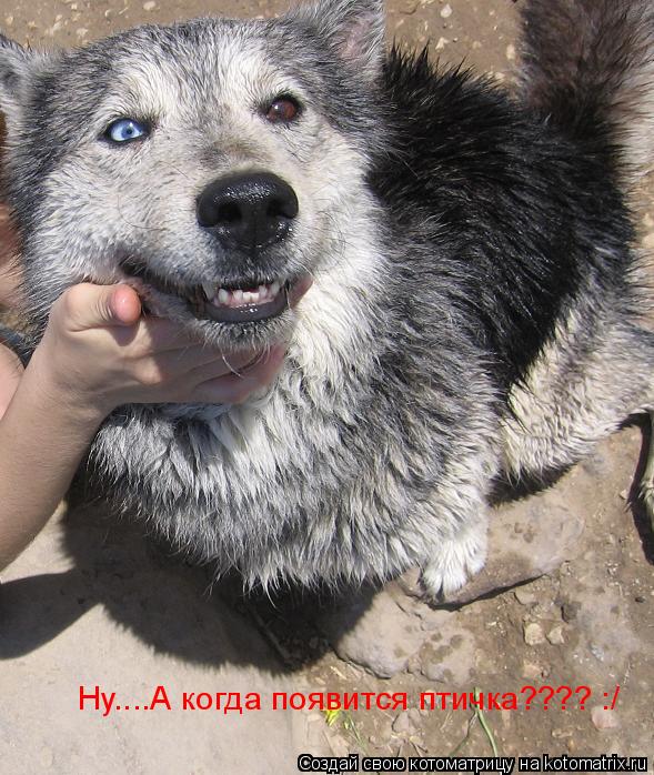 Ну....А когда появится птичка???? :/... Котоматрица: Ну....А когда появится птичка???? :/