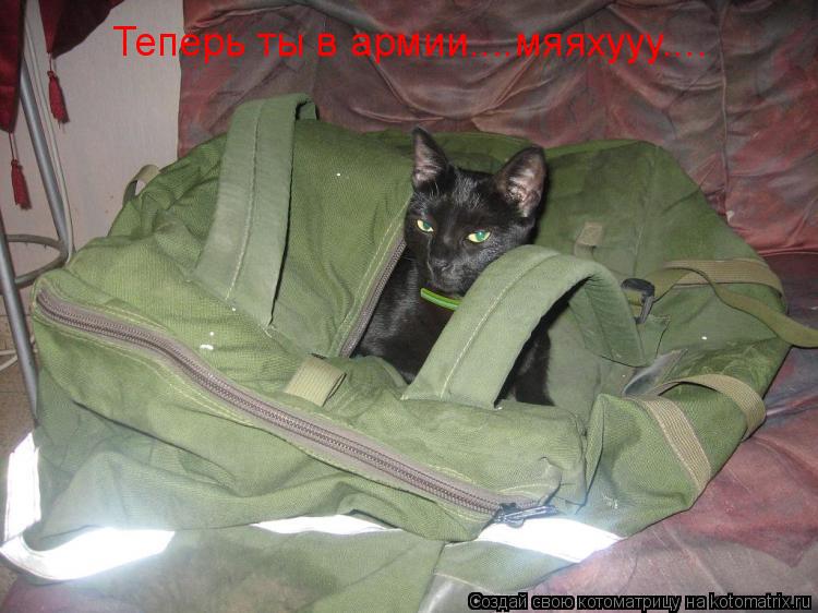 Теперь ты в армии....мяяхууу....... Котоматрица: Теперь ты в армии....мяяхууу....