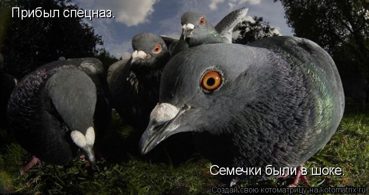Прибыл спецназ. Семечки были в шоке.... Котоматрица: Прибыл спецназ. Семечки были в шоке.