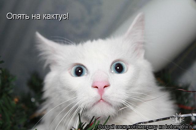 Опять на кактус!... Котоматрица: Опять на кактус!