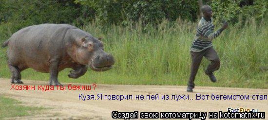 Кузя.Я говорил не пей из лужи...Вот бегемотом стал. Хозяин куда ты бежиш?... Котоматрица: Кузя.Я говорил не пей из лужи...Вот бегемотом стал. Хозяин куда ты бежиш?