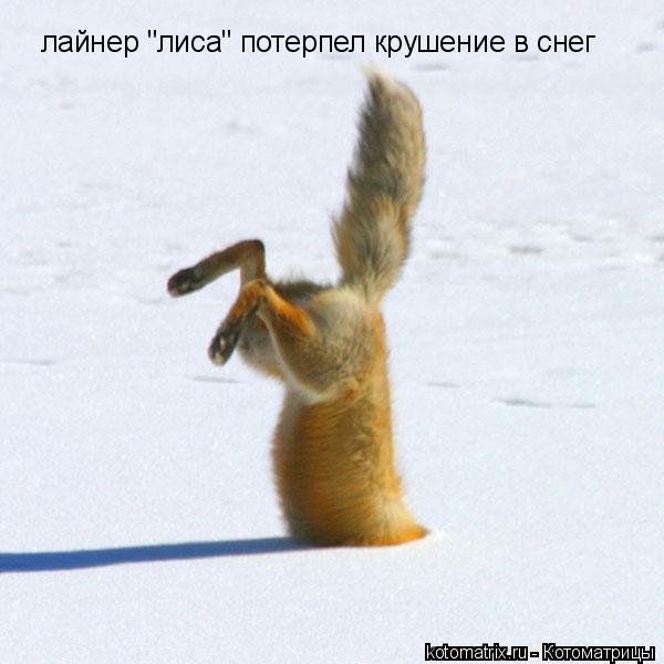 лайнер "лиса" потерпел крушение в снег... Котоматрица: лайнер "лиса" потерпел крушение в снег
