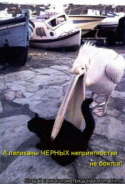 А пеликаны ЧЕРНЫХ неприятностей не боятся!... Котоматрица: А пеликаны ЧЕРНЫХ неприятностей не боятся!
