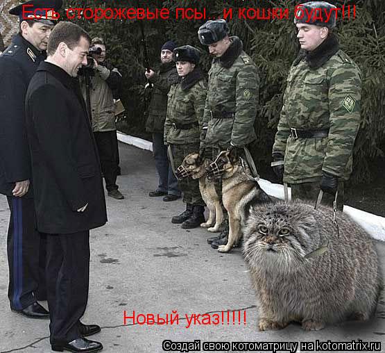 Есть сторожевые псы...и кошки будут!!! Новый указ!!!!!... Котоматрица: Есть сторожевые псы...и кошки будут!!! Новый указ!!!!!