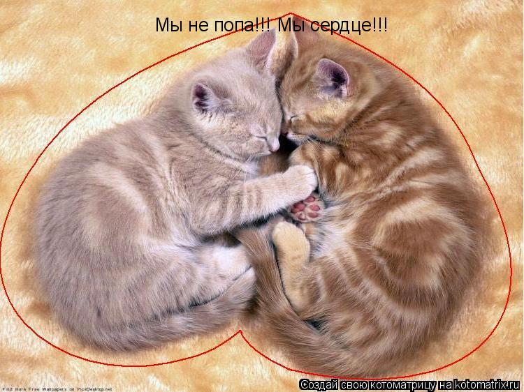 Мы не попа!!! Мы сердце!!!... Котоматрица: Мы не попа!!! Мы сердце!!!