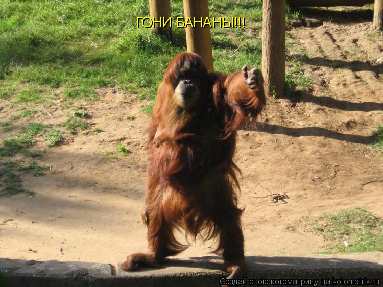 ГОНИ БАНАНЫ!!!... Котоматрица: ГОНИ БАНАНЫ!!!