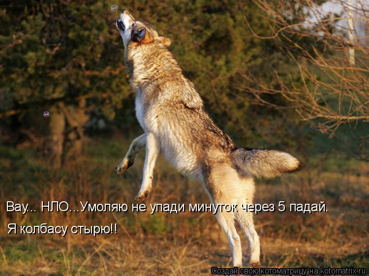 Я колбасу стырю!! Вау... НЛО...Умоляю не упади минуток через 5 падай.... Котоматрица: Я колбасу стырю!! Вау... НЛО...Умоляю не упади минуток через 5 падай.