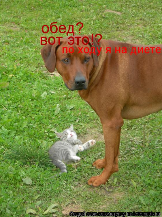обед? вот это!? по ходу я на диете... Котоматрица: обед? вот это!? по ходу я на диете