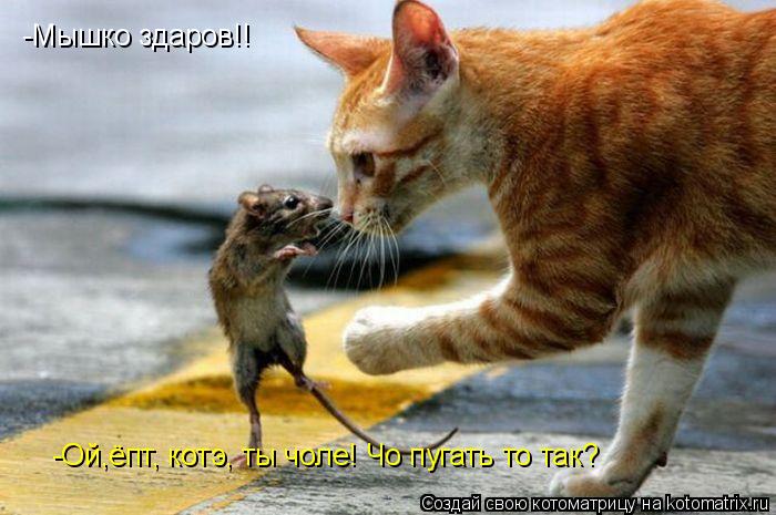 -Мышко здаров!! -Ой,ёпт, котэ, ты чоле! Чо пугать то так?... Котоматрица: -Мышко здаров!! -Ой,ёпт, котэ, ты чоле! Чо пугать то так?
