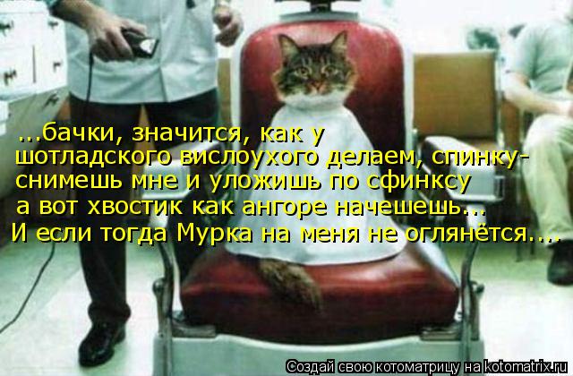 Котоматрица: ...бачки, значится, как у  шотладского вислоухого делаем, спинку- снимешь мне и уложишь по сфинксу  а вот хвостик как ангоре начешешь... И если 