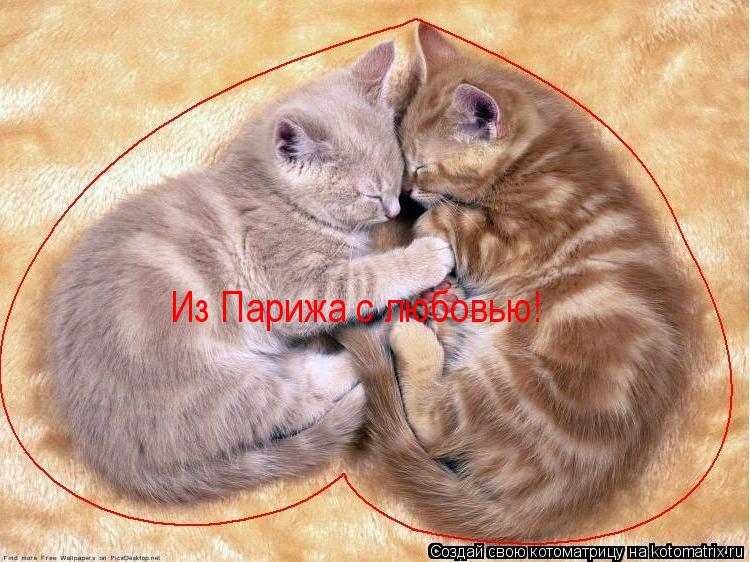 Из Парижа с любовью!... Котоматрица: Из Парижа с любовью!