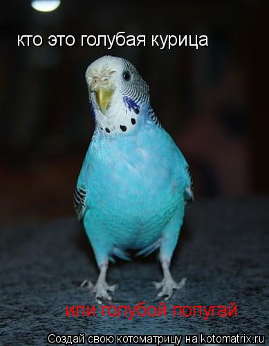 кто это голубая курица или голубой попугай... Котоматрица: кто это голубая курица или голубой попугай