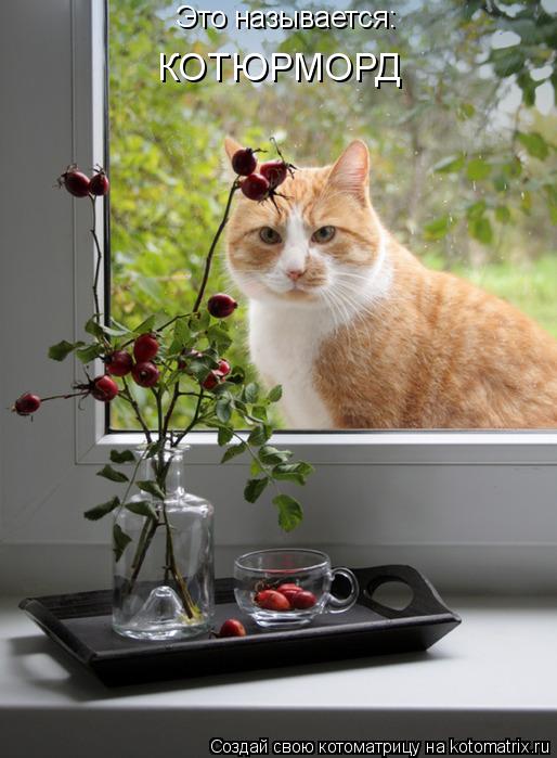 Это называется: КОТЮРМОРД... Котоматрица: Это называется: КОТЮРМОРД