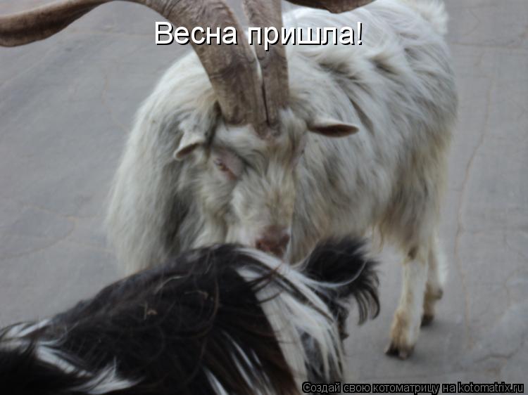Весна пришла!... Котоматрица: Весна пришла!