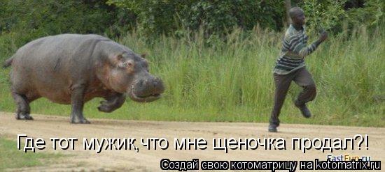 Где тот мужик,что мне щеночка продал?!... Котоматрица: Где тот мужик,что мне щеночка продал?!