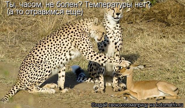 Ты, часом, не болен? Температуры нет? (а то отравимся еще)... Котоматрица: Ты, часом, не болен? Температуры нет? (а то отравимся еще)