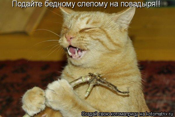 Подайте бедному слепому на повадыря!!... Котоматрица: Подайте бедному слепому на повадыря!!