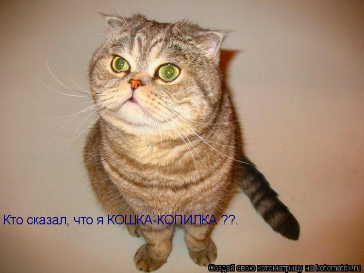 Кто сказал, что я КОШКА-КОПИЛКА ??.... Котоматрица: Кто сказал, что я КОШКА-КОПИЛКА ??.