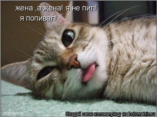 жена ,а жена! я не пил! я попивал!... Котоматрица: жена ,а жена! я не пил! я попивал!