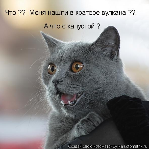 Что ??. Меня нашли в кратере вулкана ??. А что с капустой ?...... Котоматрица: Что ??. Меня нашли в кратере вулкана ??. А что с капустой ?...