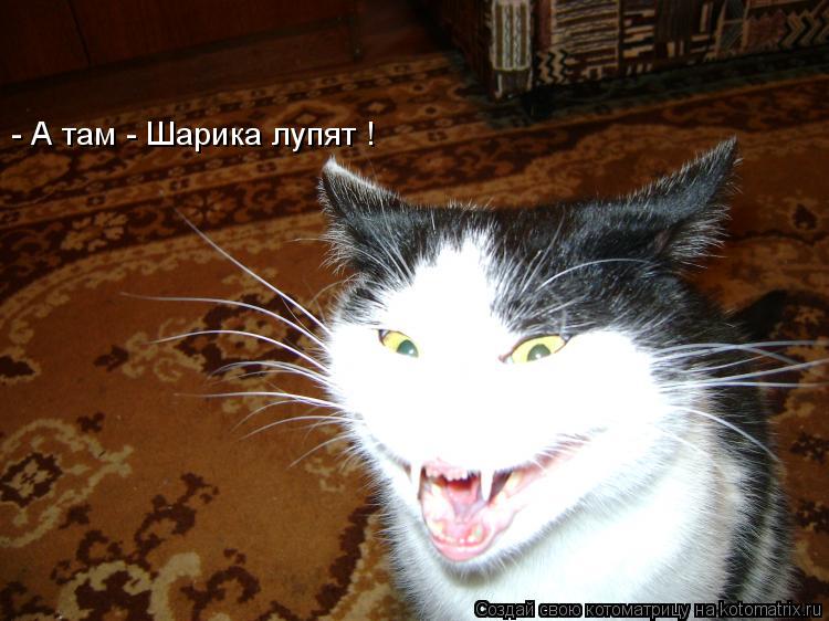 Котоматрица: - А там - Шарика лупят !