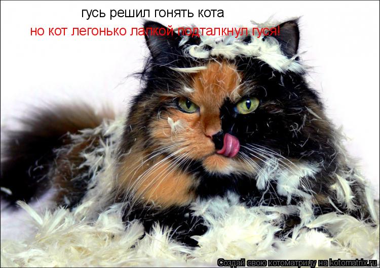 гусь решил гонять кота но кот легонько лапкой подталкнул гуся!... Котоматрица: гусь решил гонять кота но кот легонько лапкой подталкнул гуся!
