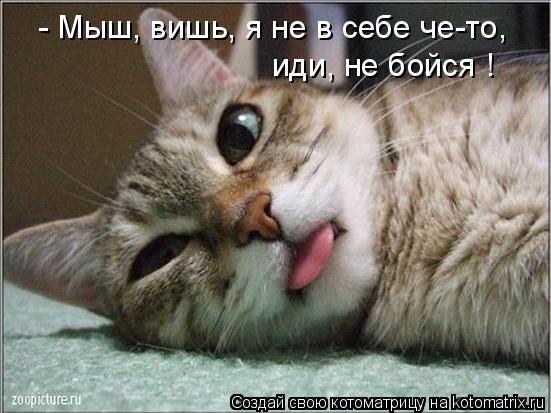 - Мыш, вишь, я не в себе че-то, иди, не бойся !... Котоматрица: - Мыш, вишь, я не в себе че-то, иди, не бойся !