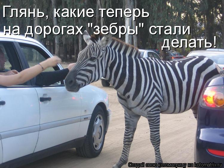 Глянь, Глянь, какие теперь на дорогах "зебры" стали делать!... Котоматрица: Глянь, Глянь, какие теперь на дорогах "зебры" стали делать!