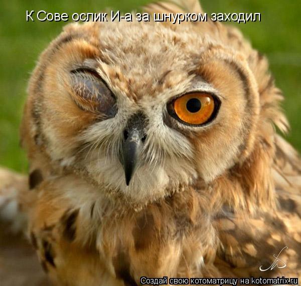 К Сове ослик И-а за шнурком заходил... Котоматрица: К Сове ослик И-а за шнурком заходил