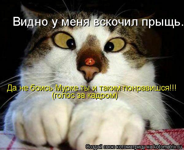 Видно у меня вскочил прыщь. Да не боись Мурке ты и таким понравишся!!! Да не боись Мурке ты и таким п... Котоматрица: Видно у меня вскочил прыщь. Да не боись Мурке ты и таким понравишся!!! Да не боись Мурке ты и таким понравишся!!! (голос за кадром)