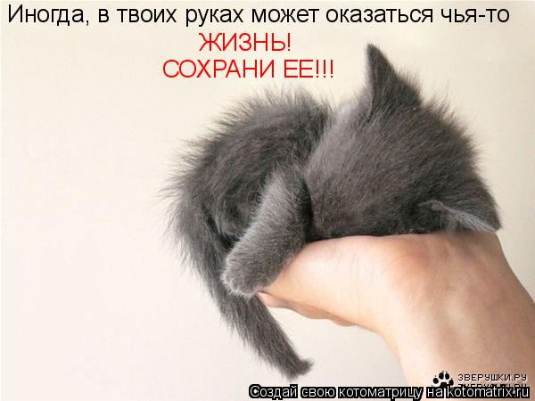 Иногда, в твоих руках может оказаться чья-то ЖИЗНЬ! СОХРАНИ ЕЕ!!!... Котоматрица: Иногда, в твоих руках может оказаться чья-то ЖИЗНЬ! СОХРАНИ ЕЕ!!!