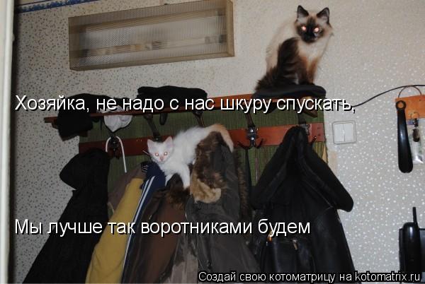 Хозяйка, не надо с нас шкуру спускать, Мы лучше так воротниками будем... Котоматрица: Хозяйка, не надо с нас шкуру спускать, Мы лучше так воротниками будем