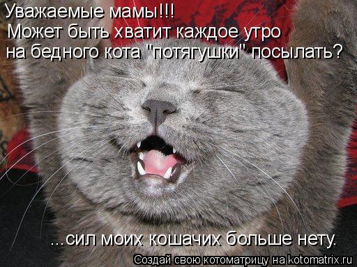 Уважаемые мамы!!! на бедного кота "потягушки" посылать? Может быть хватит каждое утро ...сил моих кош... Котоматрица: Уважаемые мамы!!! на бедного кота "потягушки" посылать? Может быть хватит каждое утро ...сил моих кошачих больше нету.