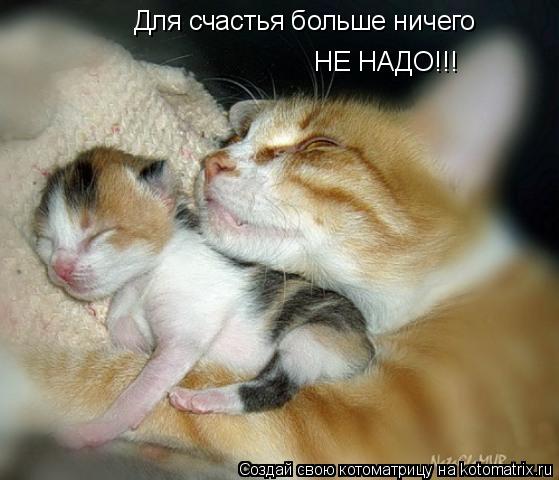 Для счастья больше ничего НЕ НАДО!!!... Котоматрица: Для счастья больше ничего НЕ НАДО!!!