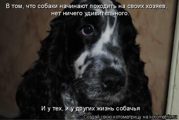 В том, что собаки начинают походить на своих хозяев, И у тех, и у других жизнь собачья нет ничего уди... Котоматрица: В том, что собаки начинают походить на своих хозяев, И у тех, и у других жизнь собачья нет ничего удивительного.