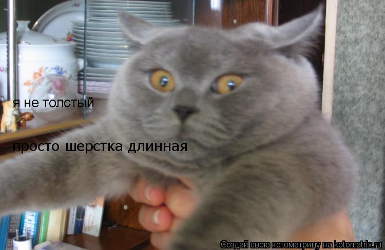 я не толстый просто шерстка длинная... Котоматрица: я не толстый просто шерстка длинная