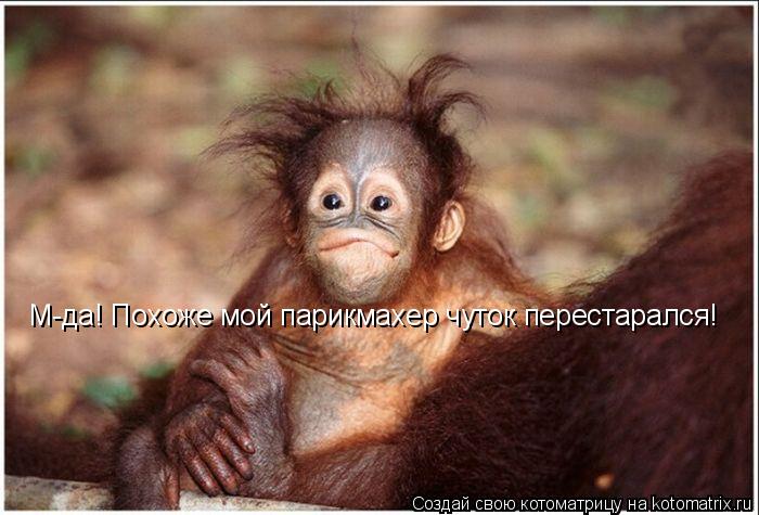 М-да! Похоже мой парикмахер чуток перестарался!... Котоматрица: М-да! Похоже мой парикмахер чуток перестарался!
