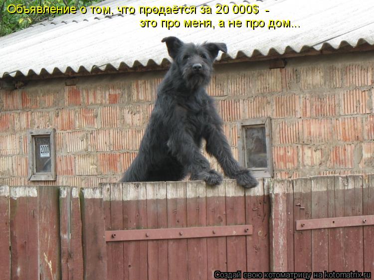 Объявление о том, что продаётся за 20 000$ это про меня, а не про дом... -... Котоматрица: Объявление о том, что продаётся за 20 000$ это про меня, а не про дом... -