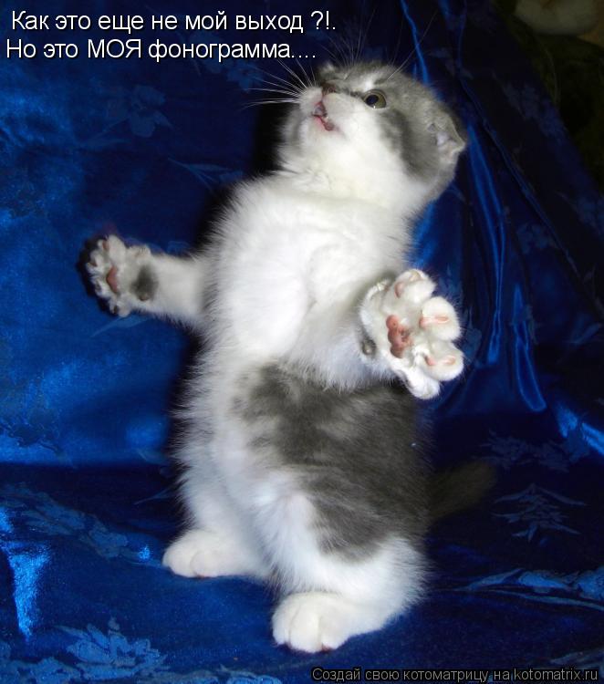 Как это еще не мой выход ?!. Но это МОЯ фонограмма....... Котоматрица: Как это еще не мой выход ?!. Но это МОЯ фонограмма....