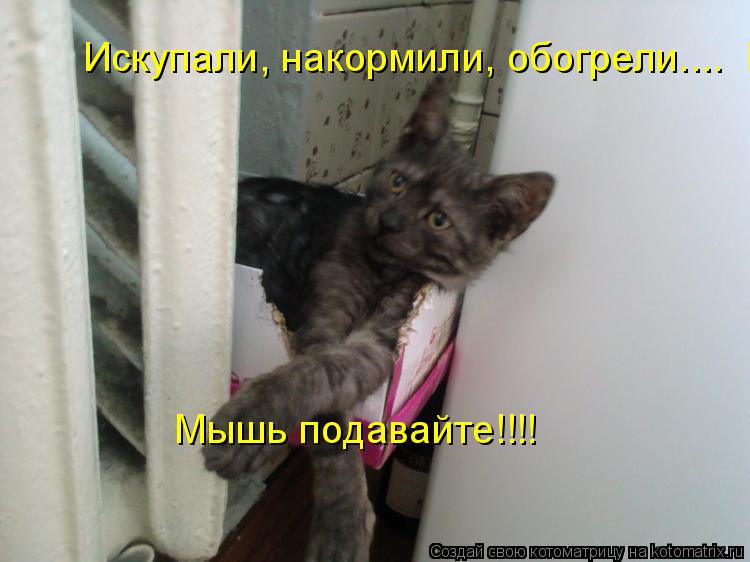Искупали, накормили, обогрели.... Мышь подавайте!!!! Мышь подавайте!!!!... Котоматрица: Искупали, накормили, обогрели.... Мышь подавайте!!!! Мышь подавайте!!!!