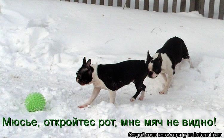 Мюсье, откройтес рот, мне мяч не видно!... Котоматрица: Мюсье, откройтес рот, мне мяч не видно!