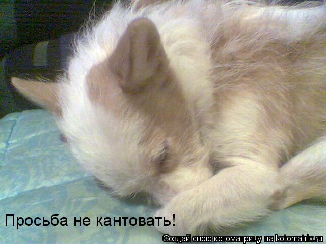 Просьба не кантовать!... Котоматрица: Просьба не кантовать!
