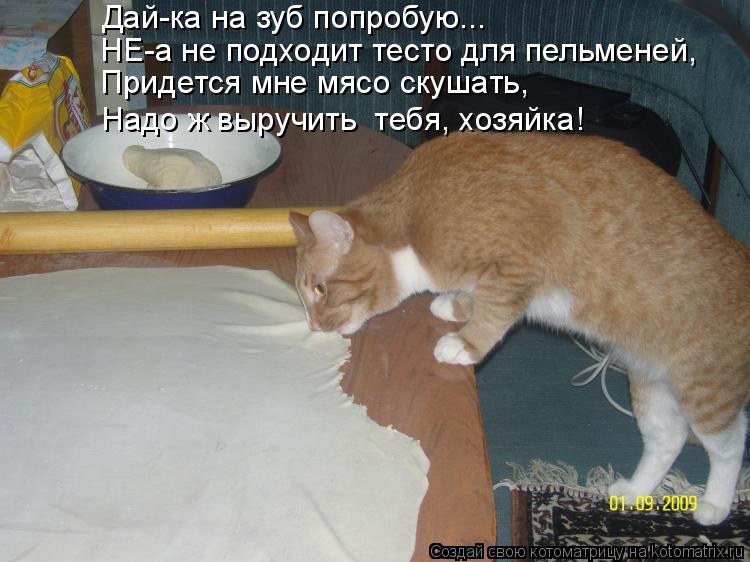 Дай-ка на зуб попробую... НЕ-а не подходит тесто для пельменей, Придется мне мясо скушать, Надо ж вы... Котоматрица: Дай-ка на зуб попробую... НЕ-а не подходит тесто для пельменей, Придется мне мясо скушать, Надо ж выручить тебя, хозяйка!