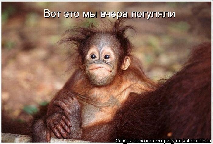 Вот это мы вчера погуляли... Котоматрица: Вот это мы вчера погуляли