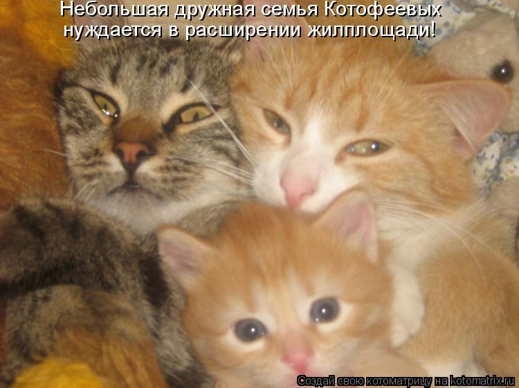 Котоматрица: Небольшая дружная семья Котофеевых  нуждается в расширении жилплощади!