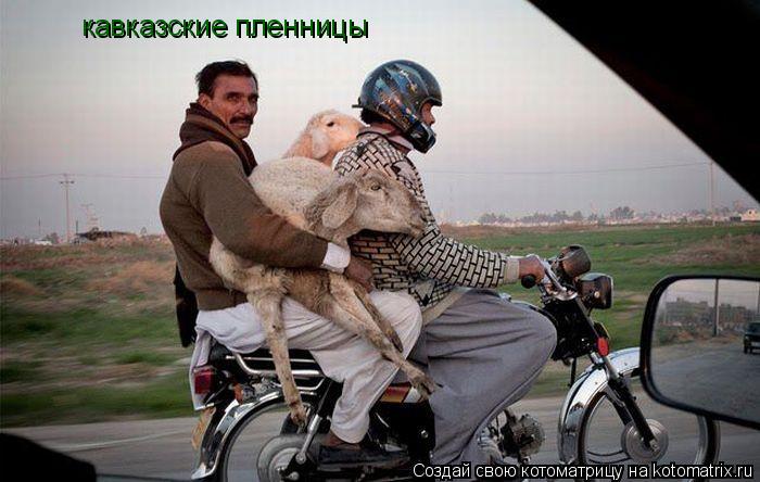 кавказские пленницы... Котоматрица: кавказские пленницы