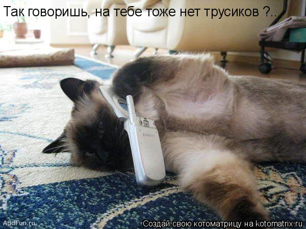 Котоматрица: Так говоришь, на тебе тоже нет трусиков ?..