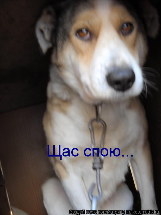 Щас спою...... Котоматрица: Щас спою...